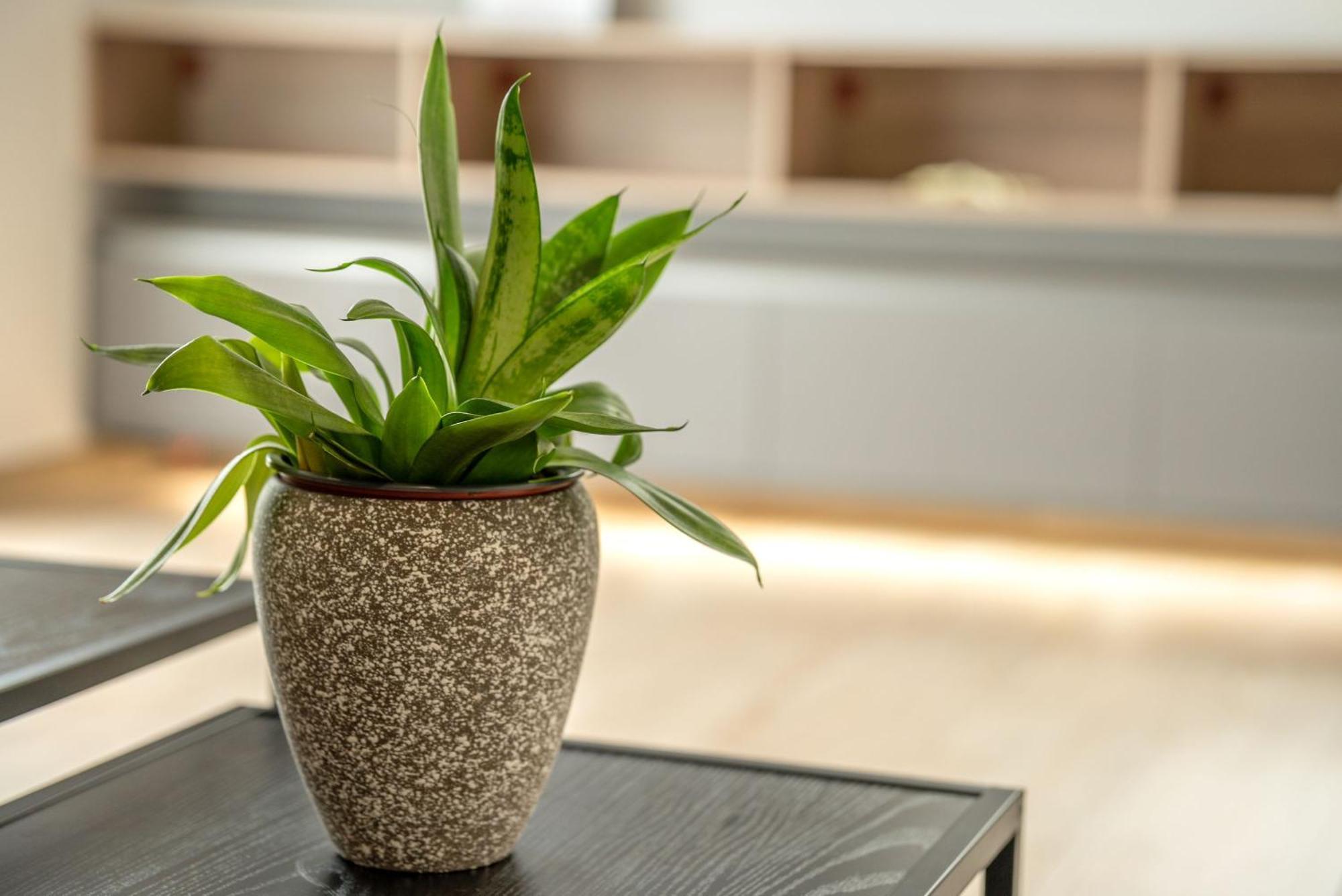 Magnolia Luxury Chania Central Apartments المظهر الخارجي الصورة